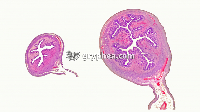 Utérus Souris 2 phases x5 - gryphea.com